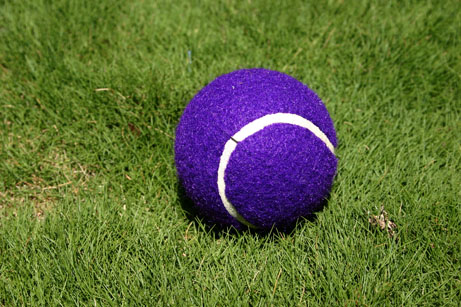 Tennis Ball - Tennis ball taken on a nice textured grass background.
