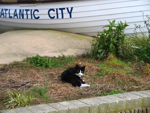 Atlantic City - Kitty on boardwalk patrol.