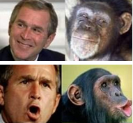 bush or monkey - Bush face resembles monkey. beleive it or not its a true photo