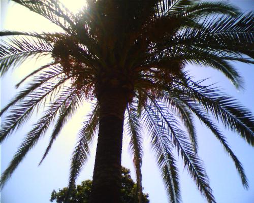 palm treee - I LIKE PALM TREEESSS:d