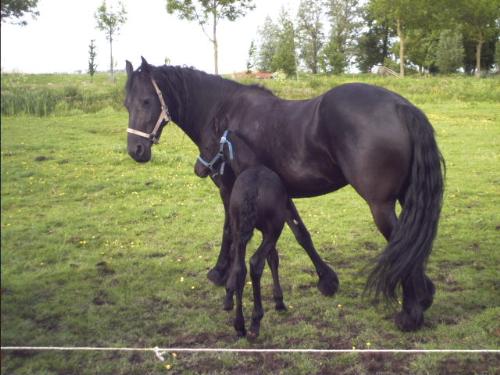 a beautifull horse - a beutifull black horse