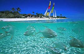 Amanpulo, Pamalican Island, Philippines - The abundant and beautiful reef waters that surround Pamalican and neighboring islands are tailor-made for snorkelling and diving. A complimentary snorkelling and fish-feeding trip is scheduled daily. For novice scuba divers, Amanpulo is a welcoming retreat, with mirror-smooth seas in front of the Beach Club and a gentle drop-off to deeper water. If you're looking for a beach to go to this summer.. try Amanpulo, it's far better than Boracay