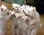 hi frnds - hi frnds hw r u