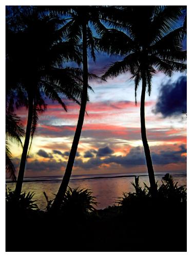 Cook Islands - Black Palms - Rarotonga