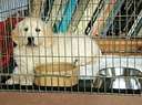 Dog Cage - Dog inside a an indoor dog cage