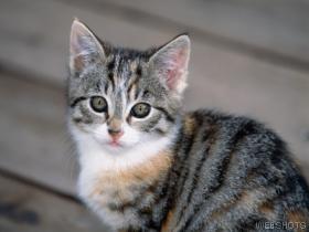 cute cat - cat