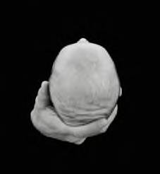 Anne Geddes - I am a HUGE Anne Geddes fan!! I jsut LOVE her work!!