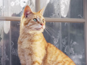 cat - cat