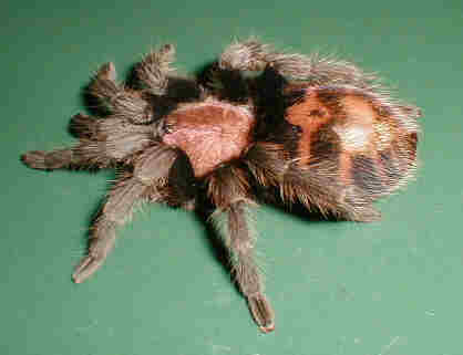 animal - spider