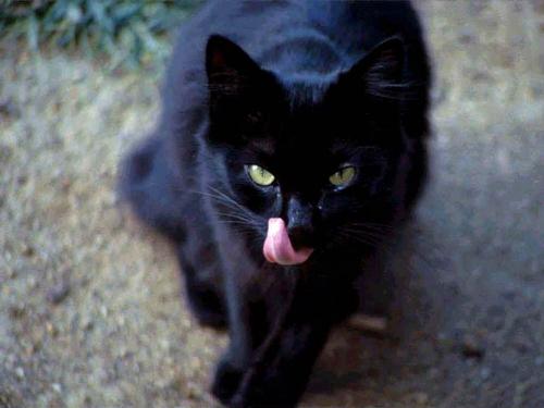 Black cat - Unlucky?