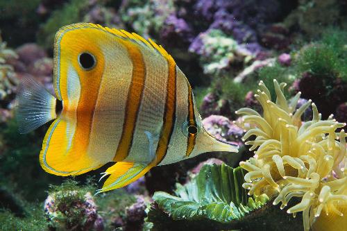 fish - comp file