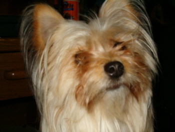 Sassy - My son was coming home from the air force and when I told Sassy, this is the look she gave me.
