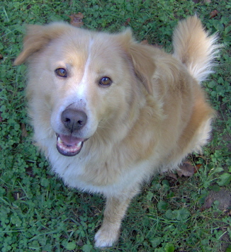 Buff - We got Buff as a 6 week old baby and he is now 6 in this picture. He's a Golden Retriever mix.