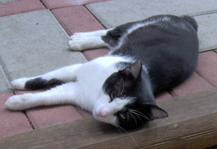Frosty - My Manx, he was born and raised here.