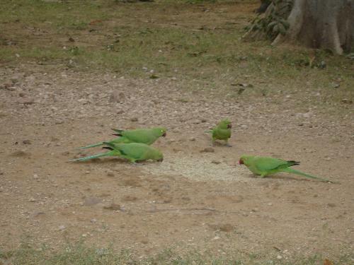 Parrots- Bird Watching! - Parrots grouped together in a Garden to eat some Grains, thats quiet wonderful scene!