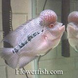 fish - flower horn