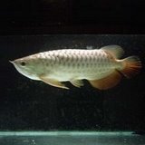 Arowana - arowana fish