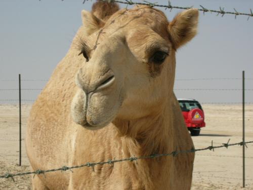 My pet - wanna trek dunes... u'll need me