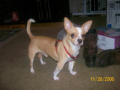 Merlin the Giant Chihuahua - This is Merlin Hagard my 10-12 pound Chihuahua. He was supposed to be a teacup and weigh only 2 or 3 pounds full grown, but as you can see he outgrew everyone's expectations!! It's okay though because he's still adorable and I love him just the same.