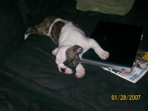 Fancy Pants @ 2 months - This is my little English Bulldog, Fancy Pants. For some reason she seems to think that my laptop makes the perfect pillow. Oh well, I guess I was spending to much time on the computer anyway.