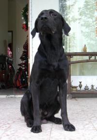 my dog - he is a labrador with a mix of i don't know. he is now 1 year and 7 months. he's name is buddy.