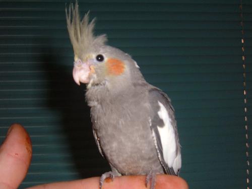 Baby Handreared Cockatiel - This my baby male cockatiel bird that i hand raised. Hes gone to another home now as i smetimes breed and sell them.