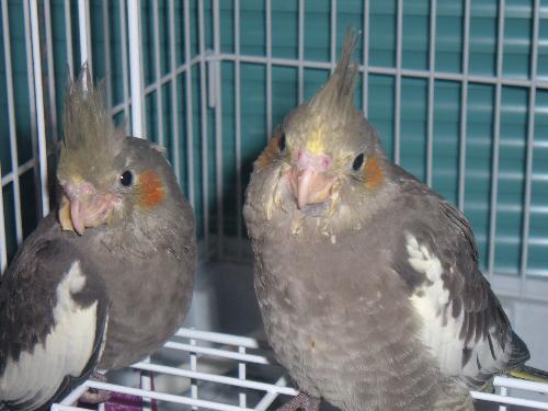 Two Baby Cockatiels - These are the the 2 babies that my mum cockatiel had and i hand reared them. We kept the female,little girl lol, and the boy was sold.