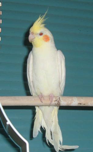 Casper the Friendly Bird - My lovely white cockatiel. He's such a friendly bird always ready with kisses and a chat ;)