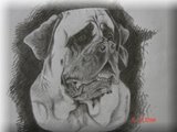 dog - idrawn