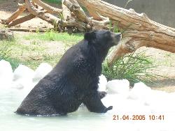 Bear at Mysore Zoo - Photographed at Mysore Zoo, India