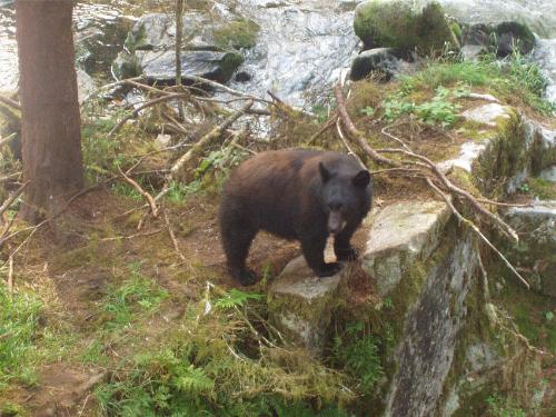 little bear - a little bear in the forest