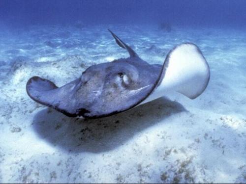 life underwater 1  - well here is the creation that anybody wud be proud of, the tail fish, isnt the creature just magnificent
