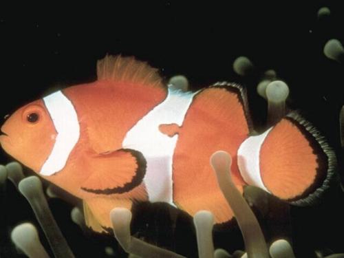 LIFE UNDERWATER -2  - WELL THIS IS THE ORANGE AND WHITE FISH, KNOWN FOR THE BEAUTIFUL INNOCENCE ONE CAN SEE IN IT EYES