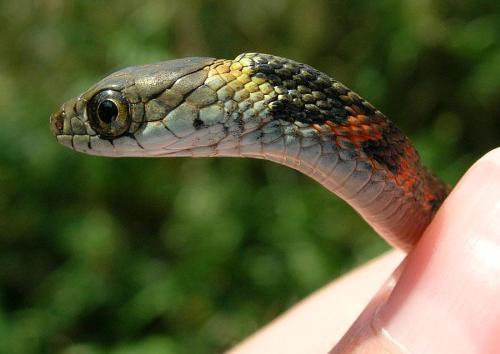 Toad-eating snake - Young snake Rhabdophis tigrinus from the island of Ishima, Japan. The large ridge cause by the toxin-containing nuchal glands can be seen on the back of the neck.