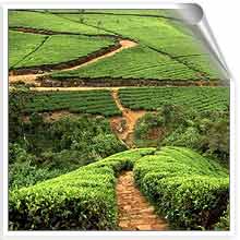 Sri Lanka - The Beautiful hills of srilanka.