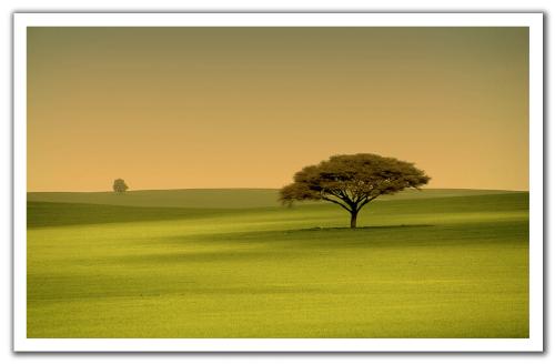 Nature - This is green tree it means peace