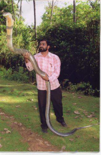 snake - a man catching a very big snake