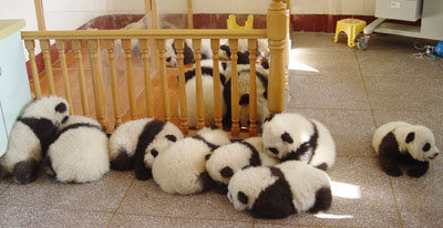 Pandas - My daughter is insane, she is addicted to pandas!