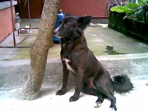 dogs - dogs get tired too. don't disturb any dog when they need rest.