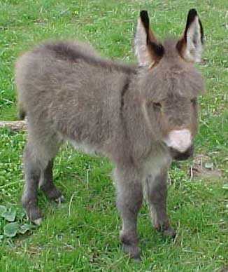 Miniture Donkey - I want one