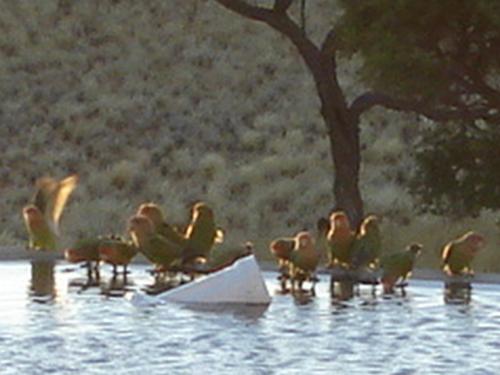 Wild parrots drinking water at swimmingpool - Wild parrots drinking water at swimmingpool at Vogelstrauskluft Lodge in southern Namibia