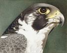 Falcon - falcon