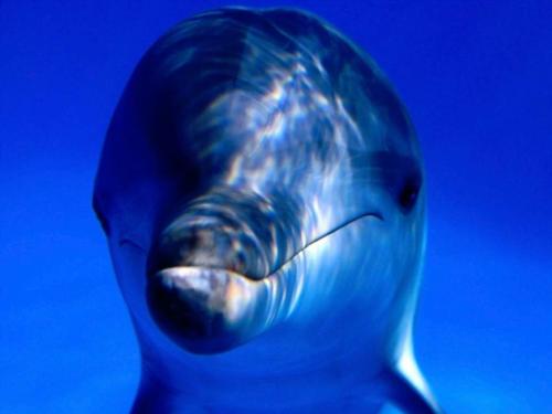 d-06 - rare species of dolphin
