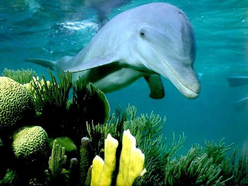 Dolphin-13 - Here is the view inside the water of dolphin