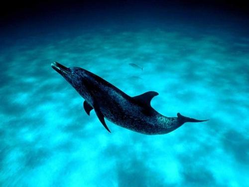 Dolphin-16 - Wonderful dolphin