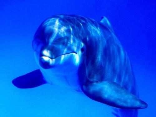 Dolphin-19 - Bluish dolphin