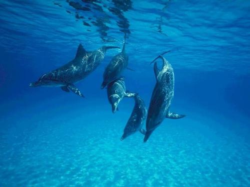 dolphin-20 - Here is the group of dolphins