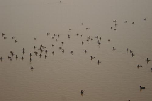 Ducks in flight - This is a picture of ducks in flight in chandigarh....does anyone know why birds fly in a V formation?