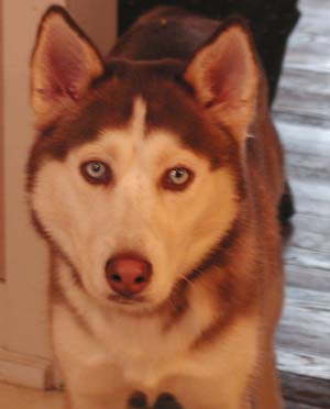 Loki - This is our two year red old husky, Loki.  Yes, those eyes are baby blue!