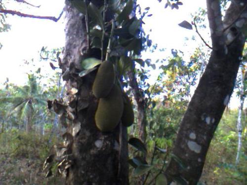Fruit, Jackfruit - A picture of a jackfruit in my backyard.